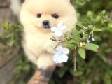 Pomeranian Boo Güzelliği