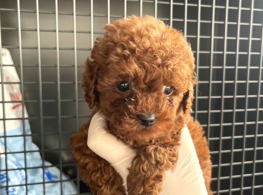 Adana Teacap Poodle görsel