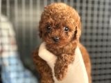 Adana Teacap Poodle