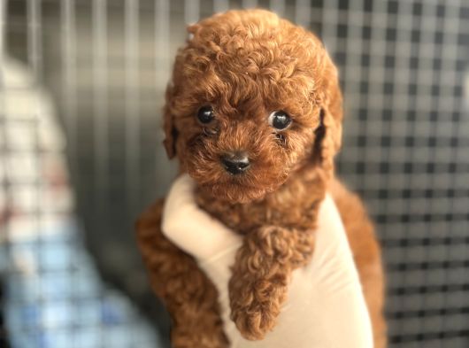 Adana Teacap Poodle görsel