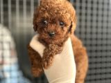 Adana Teacap Poodle