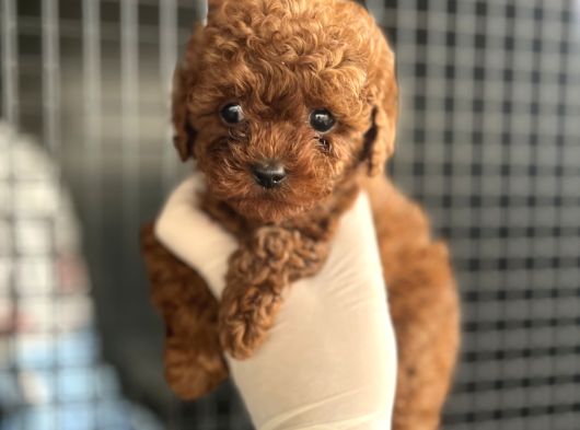 Adana Teacap Poodle görsel