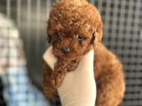Adana teacap poodle
