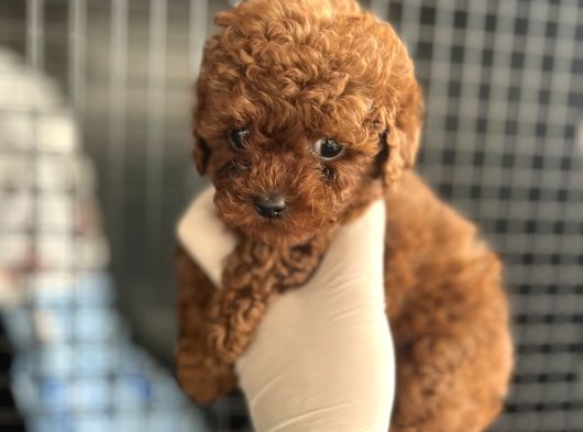 Adana Teacap Poodle