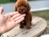 Micro teacup poodle Yavrularımız teslime Hazır