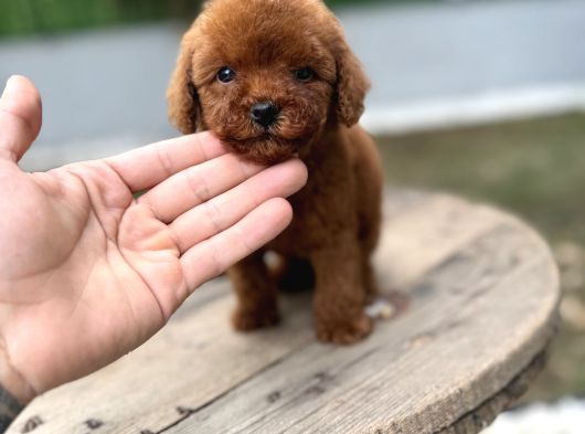 Micro Teacup Poodle Yavrularımız Teslime Hazır
