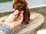 Micro Teacup Poodle Yavrularımız Teslime Hazır