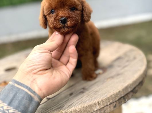 Micro Teacup Poodle Yavrularımız Teslime Hazır görsel