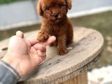 Micro Teacup Poodle Yavrularımız Teslime Hazır