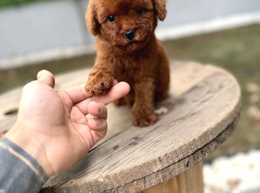 Micro Teacup Poodle Yavrularımız Teslime Hazır görsel