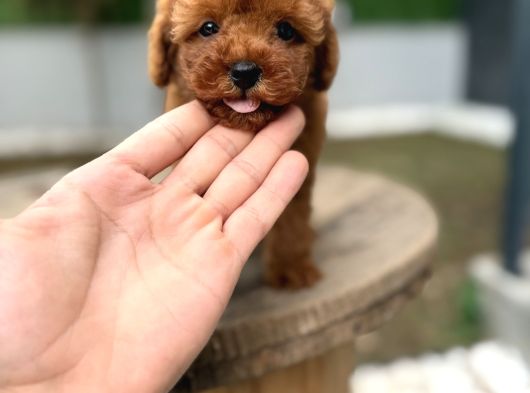 Micro Teacup Kore Kızımız Hermes görsel