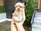 Fincan boy Kore Maltipoo Yavrularımız