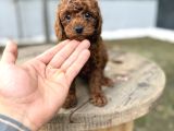 Redbrown Toy Poodle Yavrularımız Yeni Ailelerini Bekliyor