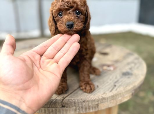 Redbrown Toy Poodle Yavrularımız Yeni Ailelerini Bekliyor