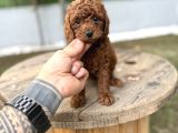 Redbrown Toy Poodle Yavrularımız Yeni Ailelerini Bekliyor