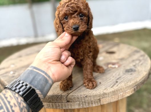 Redbrown Toy Poodle Yavrularımız Yeni Ailelerini Bekliyor görsel