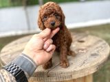 Redbrown Toy Poodle Yavrularımız Yeni Ailelerini Bekliyor