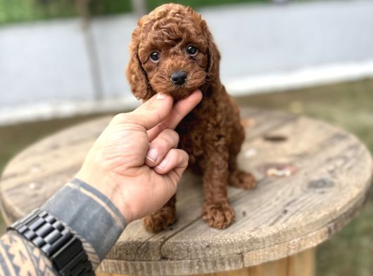 Redbrown Toy Poodle Yavrularımız Yeni Ailelerini Bekliyor görsel