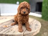 Redbrown Toy Poodle Yavrularımız Yeni Ailelerini Bekliyor