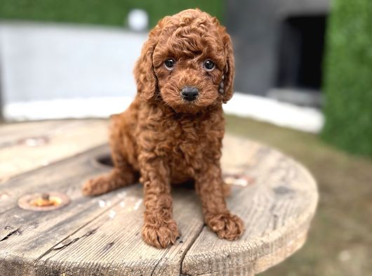 Redbrown Toy Poodle Yavrularımız Yeni Ailelerini Bekliyor görsel