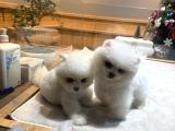 Ayı Surat Pomeranian Boo Kardeşler