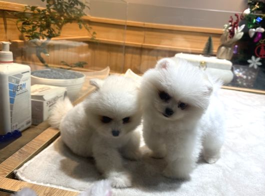 Ayı Surat Pomeranian Boo Kardeşler görsel
