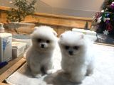 Ayı surat Pomeranian Boo Kardeşler