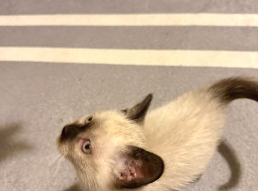 Siyam Yavru Kedi görsel
