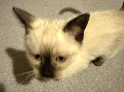 Siyam Yavru Kedi görsel