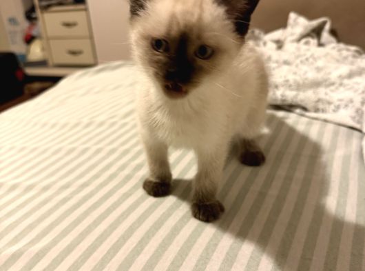 Siyam Yavru Kedi