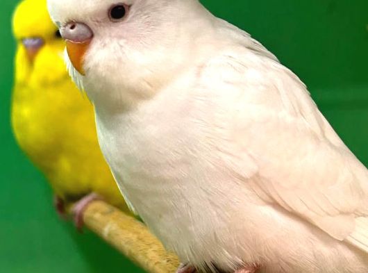 Bebek Muhabbet Kuşu görsel