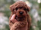 Toy Poodle Red Brown 0 numara Yavrumuz