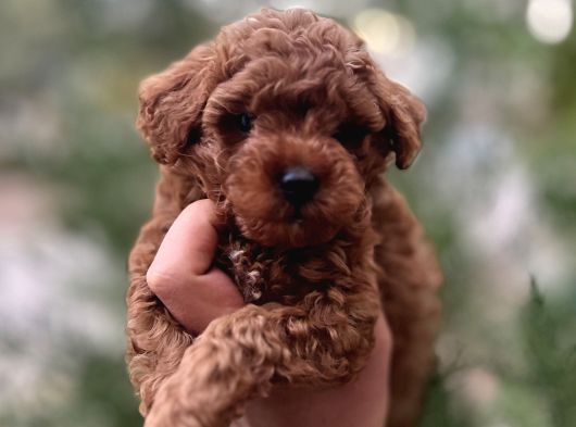 Toy Poodle Red Brown 0 Numara Yavrumuz