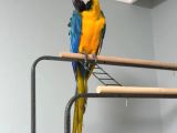 Full Evci̇l Eği̇ti̇mli̇ Ara Macaw Papağanimiz