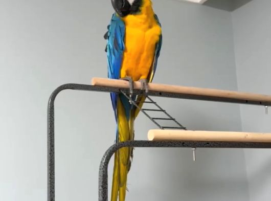 Full Evci̇l Eği̇ti̇mli̇ Ara Macaw Papağanimiz görsel