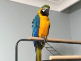 FULL EVCİL EĞİTİMLİ ARA MACAW PAPAĞANIMIZ