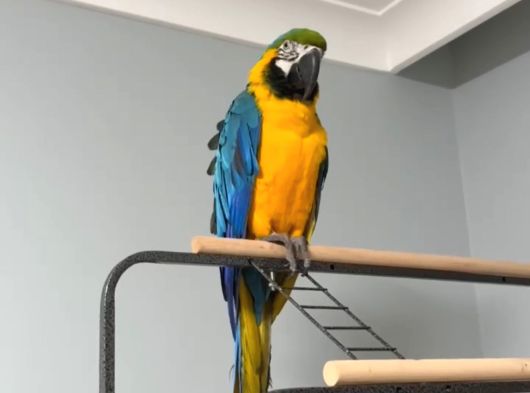 Full Evci̇l Eği̇ti̇mli̇ Ara Macaw Papağanimiz