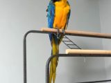 Full Evci̇l Eği̇ti̇mli̇ Ara Macaw Papağanimiz