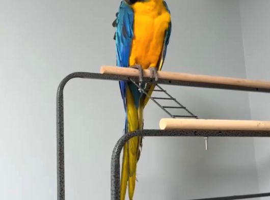 Full Evci̇l Eği̇ti̇mli̇ Ara Macaw Papağanimiz görsel
