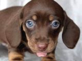 MAVİ GÖZLÜ CHOCOLATE AND TAN DACSHUND BEBEĞİMİZ