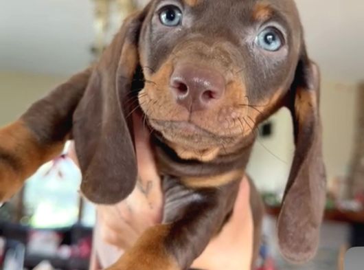Mavi̇ Gözlü Chocolate And Tan Dacshund Bebeği̇mi̇z görsel