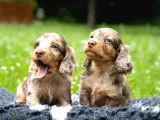LONG HAİR CHOCO MERLE YAVRUMUZ EN ÖZELİNDEN