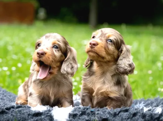 Long Hai̇r Choco Merle Yavrumuz En Özeli̇nden