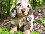Long Hai̇r Choco Merle Yavrumuz En Özeli̇nden