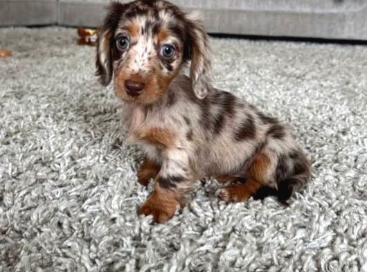 Long Hai̇r Choco Merle Yavrumuz En Özeli̇nden görsel