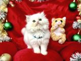 Kaliteli British Longhair Bebekler