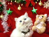 Kaliteli British Longhair Bebekler