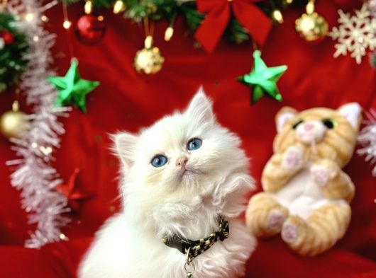 Kaliteli British Longhair Bebekler görsel