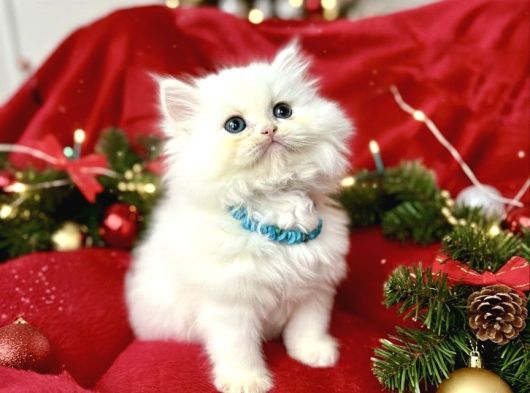 Kaliteli British Longhair Bebekler görsel