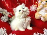 Kaliteli British Longhair Bebekler